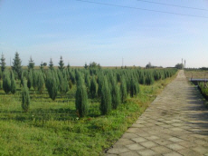 stromy listnaté ihličnaté kríky popínavé rastliny funkie škôlka v Poľsku